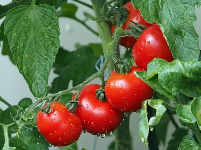 Как обрезать помидоры в теплице (66 фото) » НА ДАЧЕ ФОТО