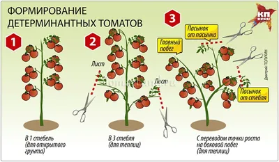 Пасынкование помидоров. Как пасынковать томаты в теплице с фото