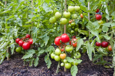 Секреты высоких урожаев помидоров
