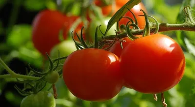 15 секретов выращивания томатов в открытом грунте. Полив, мульча,  подкормки. Фото — Ботаничка