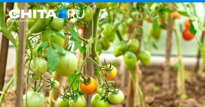 Низкорослые томаты – самые урожайные сорта и гибриды | На грядке (Огород.ru)