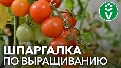Как подвязать помидоры в теплице, как подвязать помидоры, как пасынковать  помидоры, как подкормить помидоры - 28 июня 2022 - chita.ru