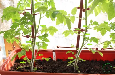 Как правильно пасынковать томаты | Огород на подоконнике | Дзен
