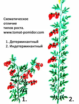 Пасынкование помидоров. Как пасынковать томаты в теплице с фото