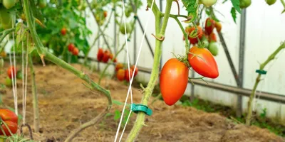 Пасынкование томатов. Как это делать правильно