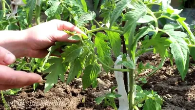 Скручиваются листья у помидоров: почему это происходит и что делать
