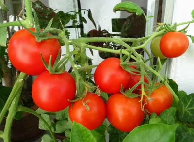 Нужно ли пасынковать помидоры черри - формирование и выращивание мини  томатов на открытом грунте, в парниках и