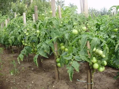Сколько листьев нужно томату? | PRO ОГОРОД | Дзен