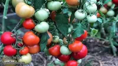 Как правильно пасынковать томаты: пошаговая инструкция в картинках