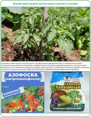 Пасынкование помидор: как правильно это делать в теплице и в открытом грунте