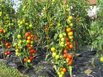 Домашние помидоры на подоконнике - практические рекомендации по выращиванию