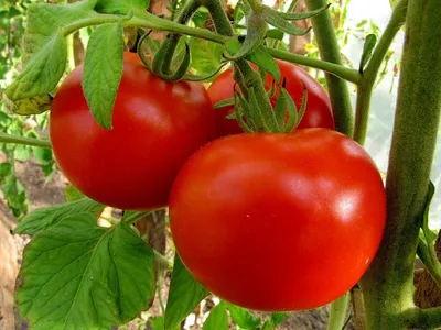 выращивание томатов в теплице, сорта и гибриды | Защищённый грунт и  гидропоника форум на Fermer.ru / Стр. 147 из 789