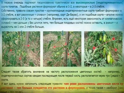 Как правильно пасынковать томаты | Огород на подоконнике | Дзен