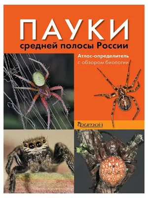 Пауки средней полосы России. Атлас-определитель с обзором биологии | Фитон  XXI