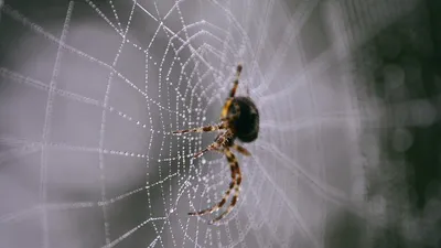 Пауки | Центрально-Черноземный государственный заповедник имени профессора  В.В. Алехина