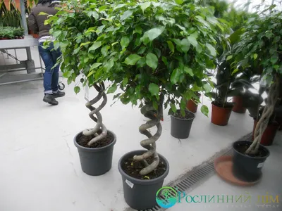 Виды фикусов комнатные растения Фикус Бенджамина на спирали купить Киев  продажа цена