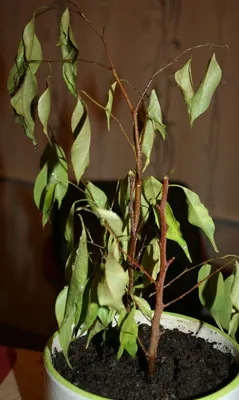 Что делать, если у фикуса Бенджамина желтеют и опадают листья | iplants.by