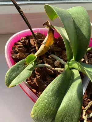 Паутинный клещ на орхидеях фото