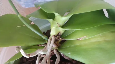 Удобрение Bona Forte жидкое комплексное для орхидей - «ДО/ПОСЛЕ. Как  заставить орхидею цвести? Активация роста после нападения паутинного клеща.  » | отзывы