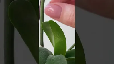 Красный клещ на орхидеях: как защитить комнатные цветы от опаснейшего  вредителя — Без Тараканов