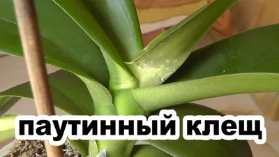 паутинный клещ. как обнаружить клещ на орхидее - YouTube