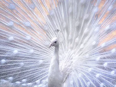 белый павлин | Beautiful birds, White peacock, Animal wallpaper