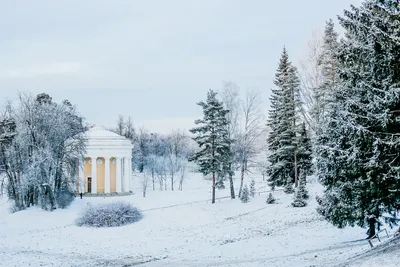 Павловский парк зимой фото фотографии