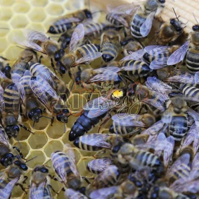 Bee Keeper Kim - Часто спрашивают про породу пчёл в наших пчелопакетах.  Отвечаем - это Карника и Карпатка. Для тех, кто близко не знаком расскажем  о плюсах и минусах каждой из них.