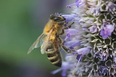 Карпатка - порода пчел для начинающих. | Bee Blog | Дзен