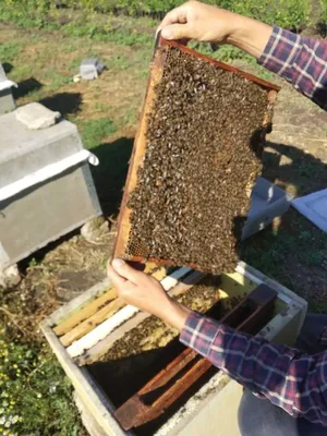 МНОГООБРАЗНЫЙ МИР ПЧЕЛ🐝 Виды пчел | Пасека Пальновых | Дзен