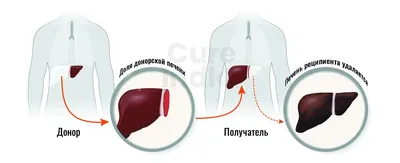 Печень говяжья, замороженная с бесплатной доставкой на дом из «ВкусВилл» |  Москва и вся Россия