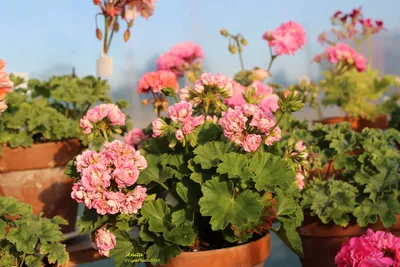 Anita | Nillapillas Pelargoner