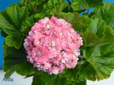 Lìga's pelargoniums.: 'Anita'