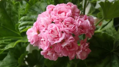 Anita' Pelargonium zonale - Pelargonienträume