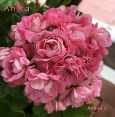 Anita' – Pelargoniafeber.no – salg av pelargonstiklinger