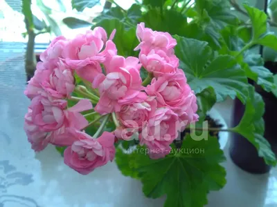 Lìga's pelargoniums.: 'Anita' | Flowers, Rose buds, Pelargonium