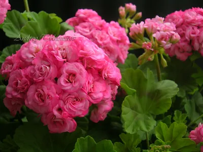 Античная роза пеларгония (Множество фото) - treepics.ru