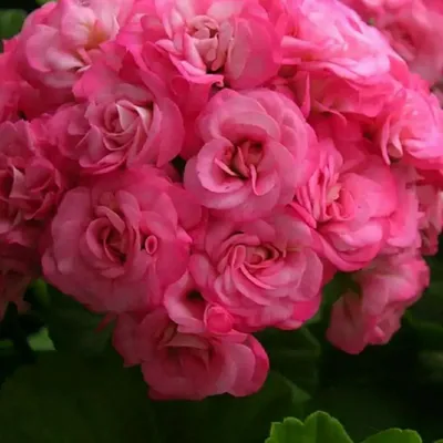 Пеларгония Античная роза – купить в Санкт-Петербурге, цена 300 руб.,  продано 17 мая 2021 – Растения и семена