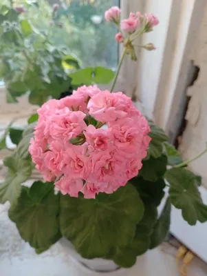Античная роза | Пикабу