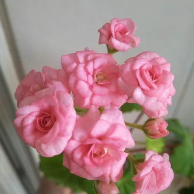 Пеларгония Античная Роза (Antigue Rose) - Комнатные растения Макеевка на  DNR.RED