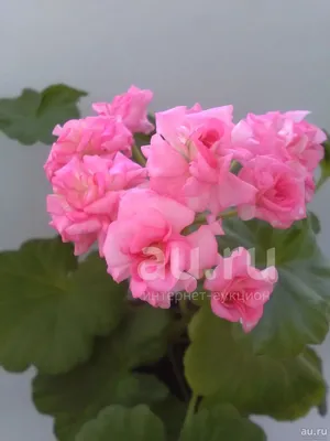 Пеларгония Античная роза. Видео обзор. - YouTube