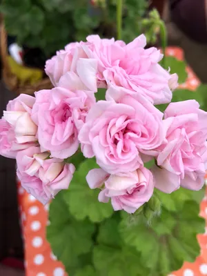 Пеларгония Grainger's Antigue Rose.(Aнтичная роза). — купить в Красноярске.  Горшечные растения и комнатные цветы на интернет-аукционе Au.ru