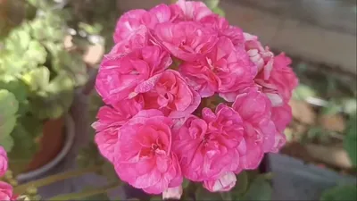 Античная роза пеларгония - фото и картинки: 68 штук