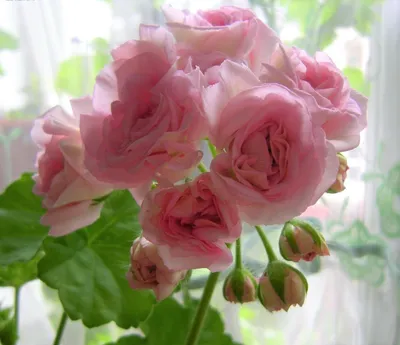 Пеларгония таира сибирская роза - 66 фото