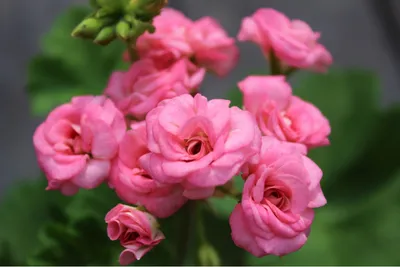 Купить черенок пеларгонии Grainger's Antique Rose в Липецке и с доставкой  по России