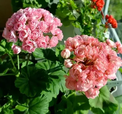 Пеларгония зональная Antique Rose (0,1л) - Завод ФЛОРА