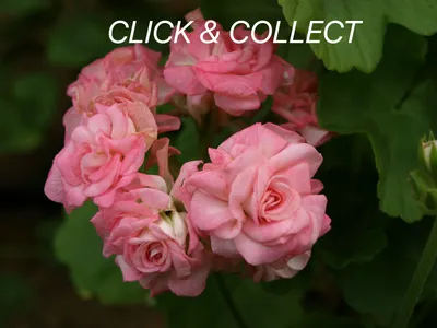 Пеларгония - античная роза