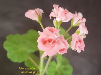 Расцвела моя пеларгония Античная роза | Моя клумба | Дзен