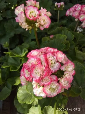 Деревенский мир | В моем саду расцвела пеларгония античная роза. Высадила  перезимовавшую пеларгония с горшков и получила пышные цветы. Используя  подкормки | Дзен