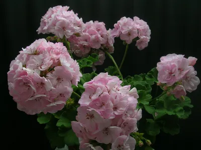 Пеларгония Swanland Pink/Australien Pink Rosebud купить в Новосибирске